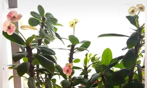 تجریه خرید کود پودری گرین دراپ مدل سوپر فسفر (NPK 15-50-5) کد ZA-10 بسته یک کیلوگرمی