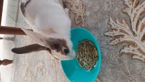 تجریه خرید غذای خرگوش یادگار مدل Pelleted وزن 1 کیلوگرم