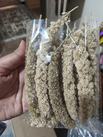 غذای پرنده مدل ارزن خوشه ای کد SP7 بسته 10 عددی