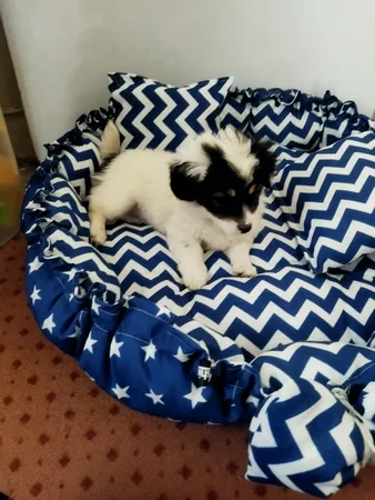 جای خواب سگ و گربه مدل mypet367