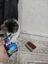 تجریه خرید پوچ گربه فلیکس مدل ماهی ساردین و سالمون وزن 85 گرم