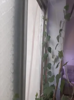 بذر پشن فروت بذر طلایی رویان کد BZT-133