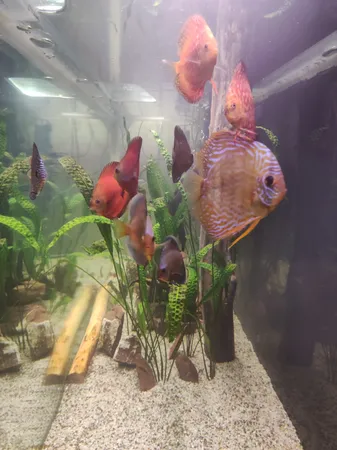 پد فیلتر آکواریوم مدل N 31235 بسته سه عددی