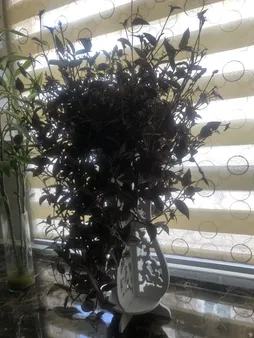 استند گلدان پلی نایس مدل 005 سایز کوچک