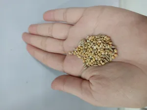 تجریه خرید غذای فنچ مدل 05 وزن 1کیلوگرم