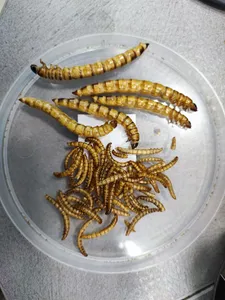 تجریه خرید غذای پرنده و ماهی کینگ ورم مدل سوپر میلورم SUPERWORM65 وزن 65 گرم