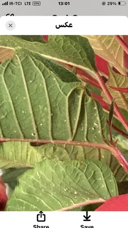 گل طبیعی بنت قنسول کد 105