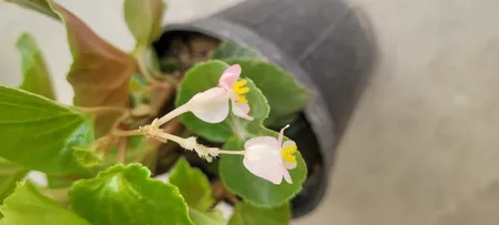 گیاه طبیعی بگونیا کد yt35