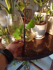 تجریه خرید اسباب بازی زینتی مدل چوب دستی جادویی هری پاتر به همراه کارت قطار و نقشه غارتگر