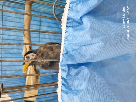 کاور قفس حیوانات مدل 1033