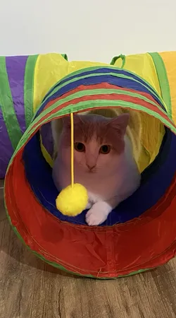 اسباب بازی سگ و گربه مدل تونل سه شاخه حفره