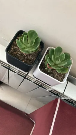 گلدان طرح مکعب مدل مهرنی 10-104