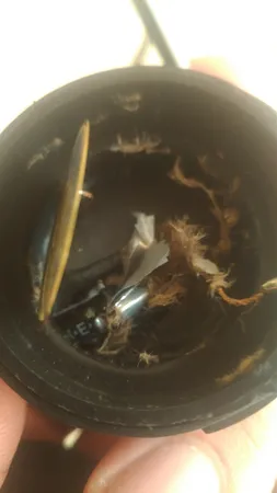 توییتر خودرو مدل TX 350 بسته دو عددی