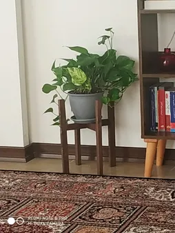 گیاه طبیعی پتوس مدل P-12