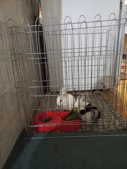 پارک سگ کد 01