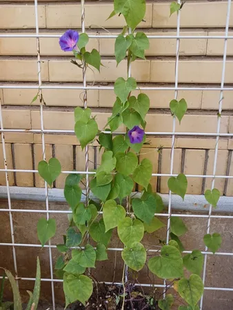 بذر گل نیلوفر رونده الوان گلبرگ پامچال کد GPF-093