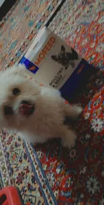 تجریه خرید غذای خشک سگ مفید مدل مینی داگ ادالت Poultry&Beef وزن 500 گرم