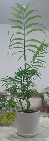 گل طبیعی شامادورا تافکو کد 2x