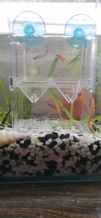 زایشگاه ماهی رویال مدل sn_113