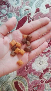 تجریه خرید غذای تشویقی گربه دریمز مدل Snack With Beef and Chese وزن 60 گرم