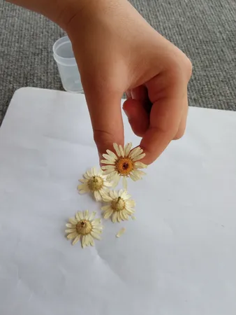 گل خشک مدل رزین اپوکسی بابونه مجموعه 4 عددی