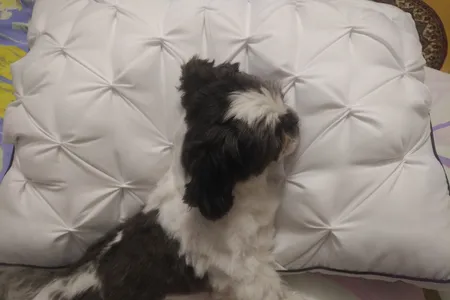 بالش یاپراک مدل samin کد 17