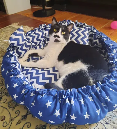 جای خواب سگ و گربه مدل mypet367