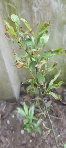 تجریه خرید حشره کش سایپرمترین مهان مدل CP حجم 100 میلی لیتر