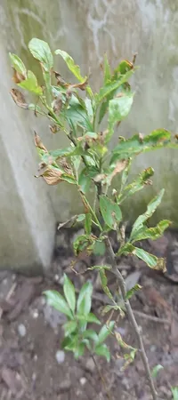 حشره کش سایپرمترین مهان مدل CP حجم 100 میلی لیتر