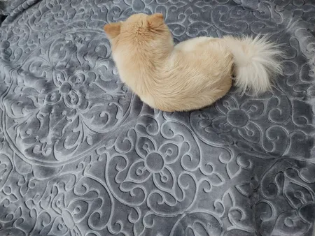 پتو گلبافت کد 500S سایز 220×160 سانتی متر