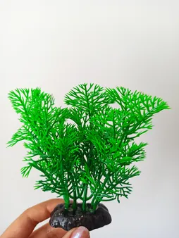 گیاه تزیینی آکواریوم مدل کریپتون