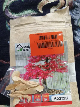 بذر بنسای افرا قرمز ژاپنی سانیا سید مدل S3