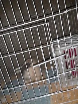 پارک سگ کد 01