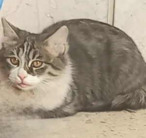 تجریه خرید غذای خشک گربه رفلکس مدل مولتی وزن 500 گرم