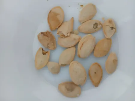 تخمه کدو گوشتی چاپار مقدار 400 گرم