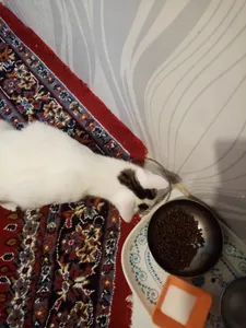 تجریه خرید کنسرو غذای گربه نوتری پت مدل Chicken Pate وزن 425 گرم