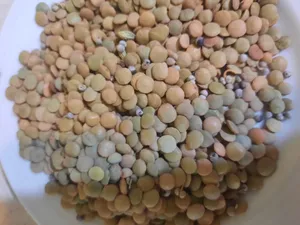 تجریه خرید عدس ایرانی - 900 گرم