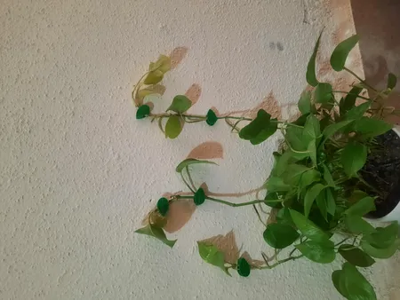 گیره مدل پتوس s300 بسته 10 عددی