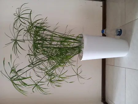 گلدان مدل استوانه ای کلاسیک کد 25