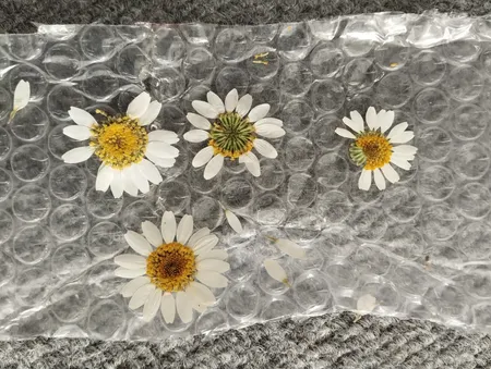 گل خشک مدل رزین اپوکسی بابونه مجموعه 4 عددی