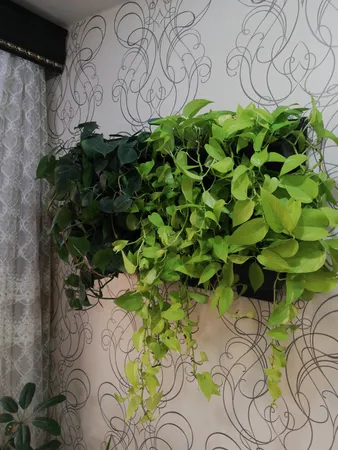 گلدان دیواری طرح دیوار سبز مدل Lotus بسته 6 عددی