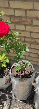 گلدان مدل استوانه ای فلزی گل آذین کد 525