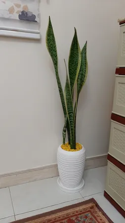 گیاه طبیعی سانسوریا شمشیری ابلغ کد1 -AS-7