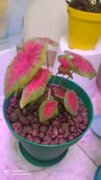 گیاه طبیعی کالادیوم مدل C-28