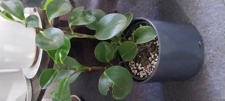 گلدان مدل استوانه ای مهر و ماه کد 801