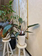 تجریه خرید دستگاه بخور سرد میجیا مدل Humidifier 2 Lite MJJSQ06DY