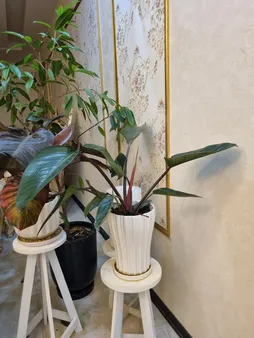 دستگاه بخور سرد میجیا مدل Humidifier 2 Lite MJJSQ06DY