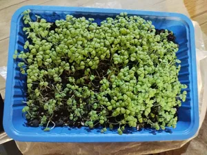 تجریه خرید بذر ریحان سبز بذر طلایی برتر کد BZT-93