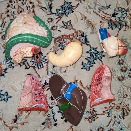 بازی آموزشی طرح مولاژ آناتومی بدن انسان مدل 4040