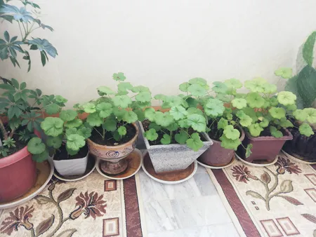 بذر گل شمعدانی الوان سانیا سید مدل SH3